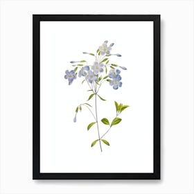 Vintage Phlox Botanical Illustration on Pure White Art Print