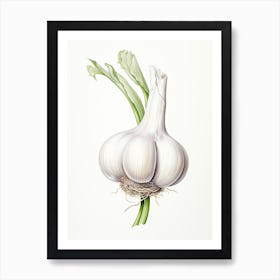 Garlic Vintage Botanical Herbs 1 Art Print