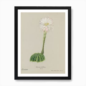 Easter Lily Cactus, Familie Der Cacteen 2 Art Print