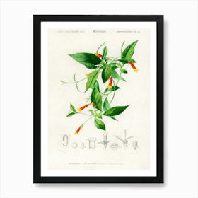 Candy Corn Vine (Manettia Bicolor), Charles Dessalines D'Orbigny Art Print