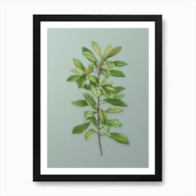 Vintage Firetree Branch Plant Botanical Art on Mint Green n.0375 Art Print