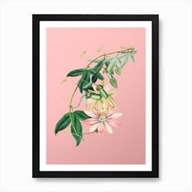 Vintage Mrs.Marryat's Tacsonia Flower Botanical on Soft Pink n.0093 Art Print