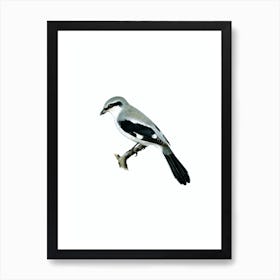 Vintage Great Grey Shrike Bird Illustration on Pure White n.0001 Art Print