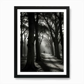 Walk In The Woods Art Print