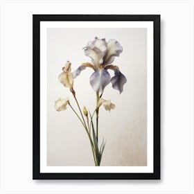 Pressed Wildflower Botanical Art Wild Iris Art Print