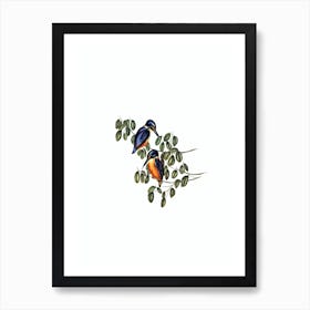 Vintage Azure Kingfisher Bird Illustration on Pure White n.0035 Art Print