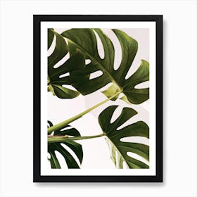 Monstera Plant - Minimal Gallery Wall Art Print Art Print