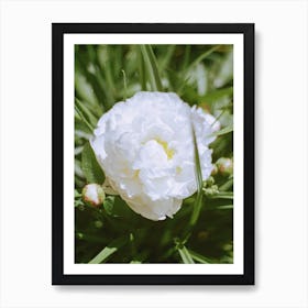 White Flower Blooming Art Print