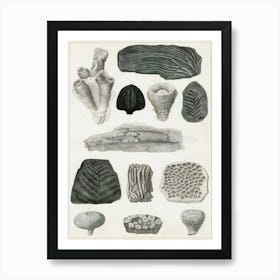 Collection Of Various Fossil, Oliver Goldsmith Art Print