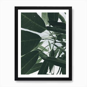 Green Leaves On A Tree Art Print