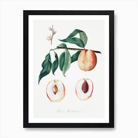 Peach (Persica Magdalena) From Pomona Italiana (1817 - 1839), Giorgio Gallesio Art Print