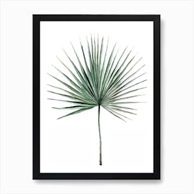 Botanical Illustration   Fan Palm Art Print