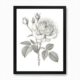 Roses Sketch 14 Art Print