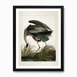 Vintage Audubon 1 Great Blue Heron Art Print