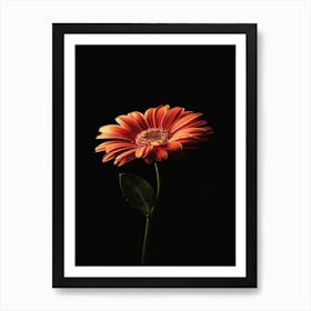 Gerbera Daisy 19 Art Print