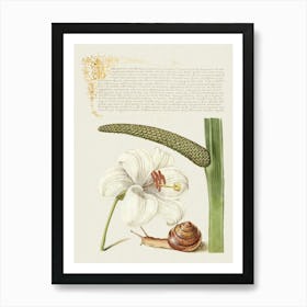 Madonna Lily, Terrestrial Mollusk, And Sweet Flag From Mira Calligraphiae Monumenta, Joris Hoefnagel Art Print