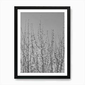Apple Blossoms In Irrigated Orchard In Bernalillo County, New Mexico By Russell Lee Art Print