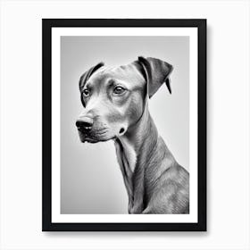 Vizsla B&W Pencil Dog Art Print