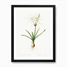 Streambank Spiderlily, Pierre Joseph Redoute Art Print