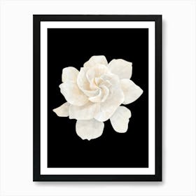 White Magnolia Flower Art Print