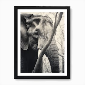 African Elephant Realism Portrait 4 Art Print