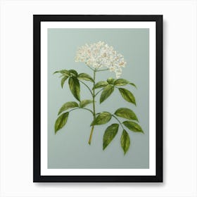 Vintage Elderberry Flowering Plant Botanical Art on Mint Green n.0852 Art Print