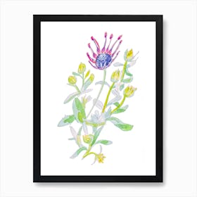 African Daisy Painting Art Print