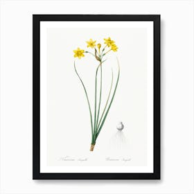 Rush Daffodil, Pierre Joseph Redoute Art Print