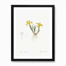 Sand Iris Illustration From Les Liliacées (1805), Pierre Joseph Redoute Art Print