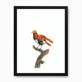 Vintage King Bird Of Paradise Female Bird Illustration on Pure White Art Print