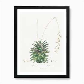 Aloe Rigida, Pierre Joseph Redoute Art Print