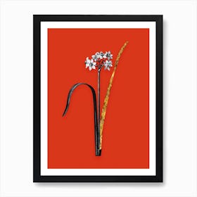 Vintage Cowslip Cupped Daffodil Black and White Gold Leaf Floral Art on Tomato Red n.0322 Art Print