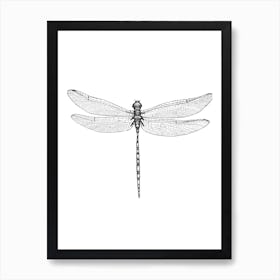 Dragonfly Wings Art Print