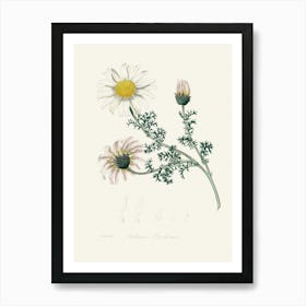 Vintage Botanical John Stephenson and James Morss Churchill Art Print _2731680 Art Print