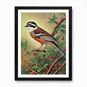 Sparrow Haeckel Style Vintage Illustration Bird Art Print