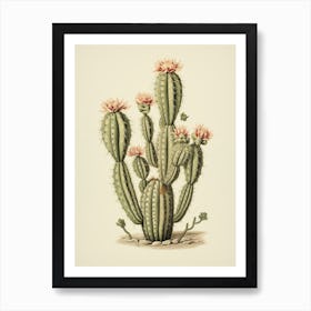 Vintage Cactus Illustration Turks Head Cactus Art Print