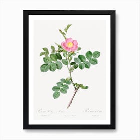 Sweet Brier Rosebush, Pierre Joseph Redoute Art Print