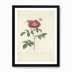 Rose Illustration, Pierre Joseph Redoute, Pierre Joseph Redoute(133) Art Print