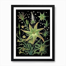 Shooting Star Wildflower Vintage Botanical Affiche