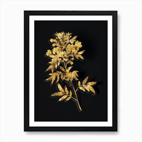 Vintage Argentine Senna Botanical in Gold on Black n.0249 Art Print
