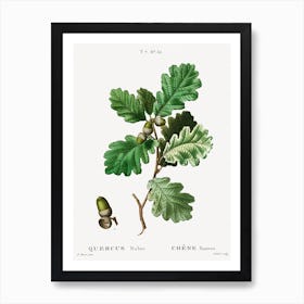 European Oak, Pierre Joseph Redoute Art Print