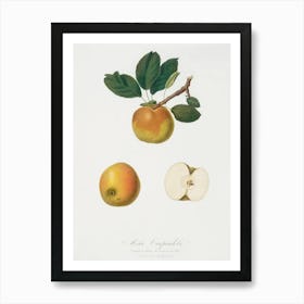 Apple (Malus Carpendolo) From Pomona Italiana (1817 - 1839), Giorgio Gallesio Art Print