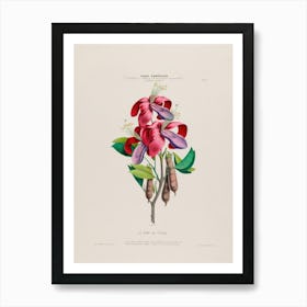 Fuchsia 3 Art Print