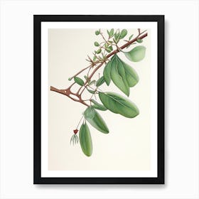 Mistletoe Herb Pencil Colour Art Print