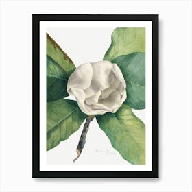 Vintage Botanical Mary Vaux Walcott _2732422 Art Print