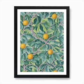 Citrus tree Vintage 2 Botanical Art Print