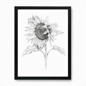 Sunflower 1 Art Print