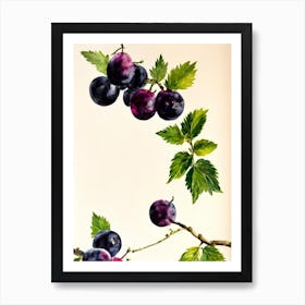 Blackcurrant Italian Watercolour fruit Art Print