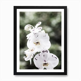 Spring Blooms Art Print