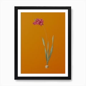 Vintage Ixia Filiformis Botanical on Sunset Orange n.0681 Art Print